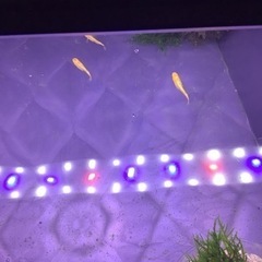 キングギドラメダカ稚魚５匹の画像