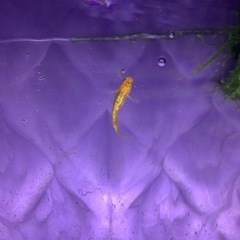 キングギドラメダカ稚魚５匹