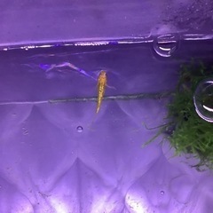 キングギドラメダカ稚魚５匹の画像