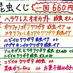 ☘️🌈アキバマルシェ✨昆虫くじ&メダカすくいイベント御礼‼️ − 神奈川県