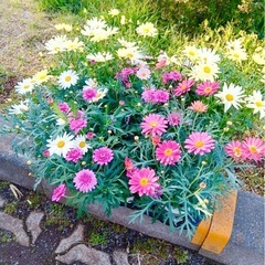 ☘️🌈アキバマルシェ✨昆虫くじ&メダカすくいイベント御礼‼️ - 藤沢市