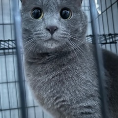 グレーの保護猫ちゃん