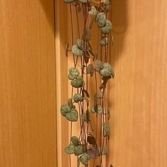 ハートカズラ 観葉植物 多肉植物の画像