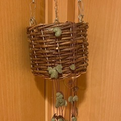 ハートカズラ 観葉植物 多肉植物の画像