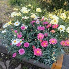 ☘️🌈社会に貢献する活動をする為に行っているお花苗・メダカチャリ...