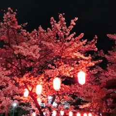 🍻天神さくらまつり🌸28日🍷週末金曜✨