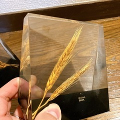植物標本2個まとめの画像