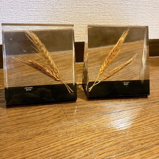 植物標本2個まとめ