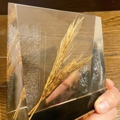 植物標本2個まとめの画像