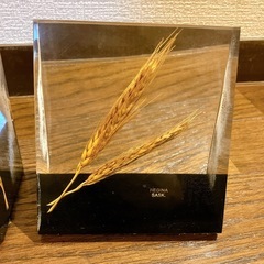 植物標本2個まとめの画像