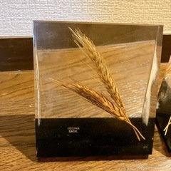植物標本2個まとめの画像
