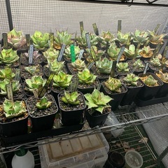 アガベ　余剰株 🔥初心者の方でも大歓迎🔥 の画像