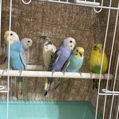 セキセイインコちゃん達セール