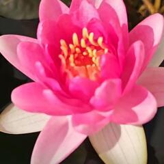 《お取引中》水生植物 温帯睡蓮『フレンミア』メダカ・ビオトープの季節になりました‼️の画像