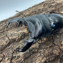 スマトラオオヒラタクワガタ　ベンクール産内歯下がりペア配送可能500円の画像
