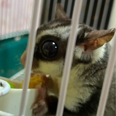 フクロモモンガ