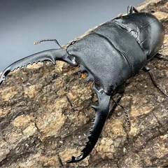 パラワンオオヒラタクワガタ♂単品配送可能500円の画像
