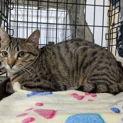優しい性格のキジトラ猫、女の子、生後7か月、少しビビりっ子が愛しい - 猫