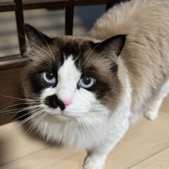 ふわふわ甘えんぼ♡ ラグドールの里親さん募集