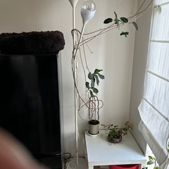 照明　IKEAの画像