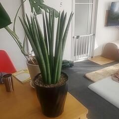 サンスベリア、観葉植物
