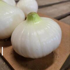 ❗❗農家のつくるっ❗❗美味しい新たまねぎ