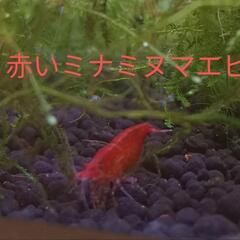人気の！赤いミナミヌマエビ㉗🦐メダカ熱帯魚水槽のタンクメイトに😉
