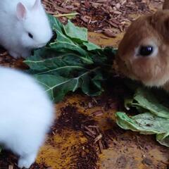 ウサギの赤ちゃん、ポニー見学✨の画像