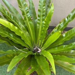 がじゅまる　オオタニワタリ　の画像