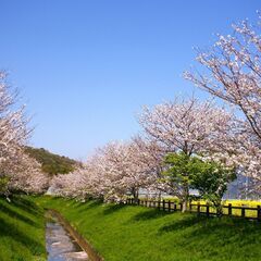 春到来！お花見に行きましょう～♪　数人規模