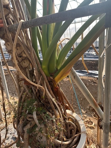観葉植物 セローム 巨大