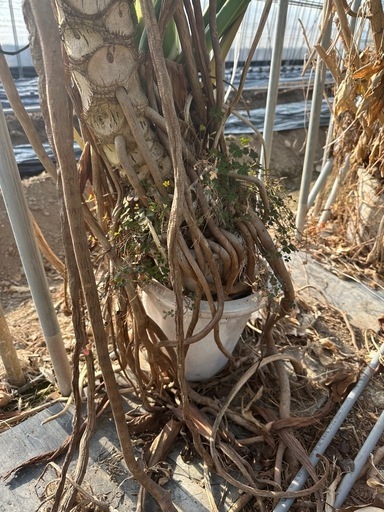 観葉植物 セローム 巨大