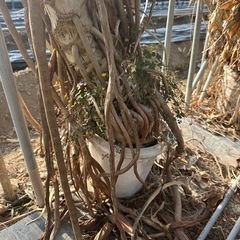 観葉植物 セローム 巨大の画像