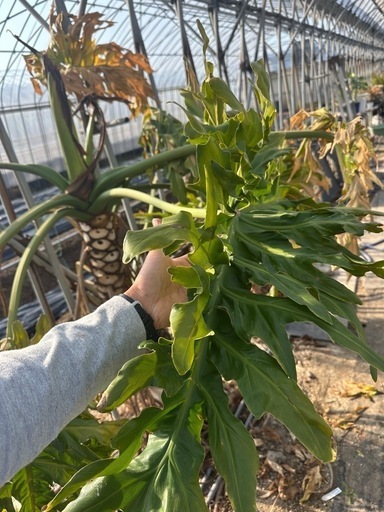観葉植物 セローム 巨大