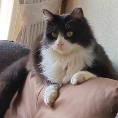 マンチカン？気品あふれる長毛の女の子