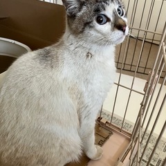 ブルーアイの猫大好きな女の子です - 徳島市