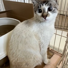 ブルーアイの女の子、家族になって下さい