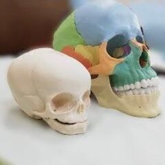 未経験・０から始める　骨格セラピー体験講座