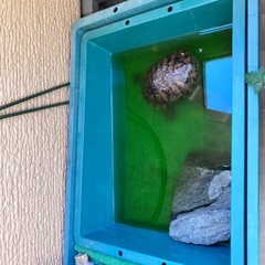 ミドリガメお譲り致します!