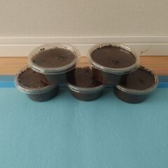 スマトラオオヒラタクワガタ　アチェ産　kuni血統幼虫　５頭