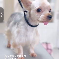 甘えん坊3/23譲渡会にて面会可能 - 犬