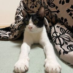 1歳過ぎ　年下にゃんこの面倒見の良い、人にも甘えん坊なふく兄さん...