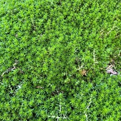 セダム②の画像