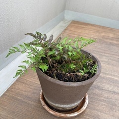 ニシキシダ差し上げます。