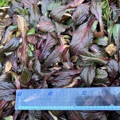 アジュガ 園芸花植物 ガーデニング
