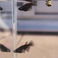 受渡決定メダカ　五式鰭長×ブラックダイヤダルマ　ブルーアイ　アースアイ　オス1 メス2の画像