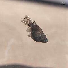 受渡決定メダカ　五式鰭長×ブラックダイヤダルマ　ブルーアイ　アースアイ　オス1 メス2の画像