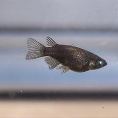 受渡決定メダカ　五式鰭長×ブラックダイヤダルマ　ブルーアイ　アースアイ　オス1 メス2の画像