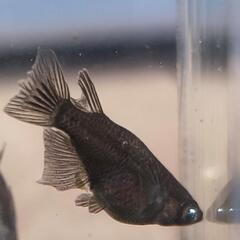 受渡決定メダカ　五式鰭長×ブラックダイヤダルマ　ブルーアイ　アースアイ　オス1 メス2の画像