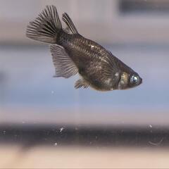 受渡決定メダカ　五式鰭長×ブラックダイヤダルマ　ブルーアイ　アースアイ　オス1 メス2の画像